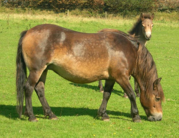 PONEI EXMOOR